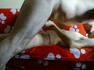 Live ABG Bispak Jakarta Hotel Bintang Lima Muncrat